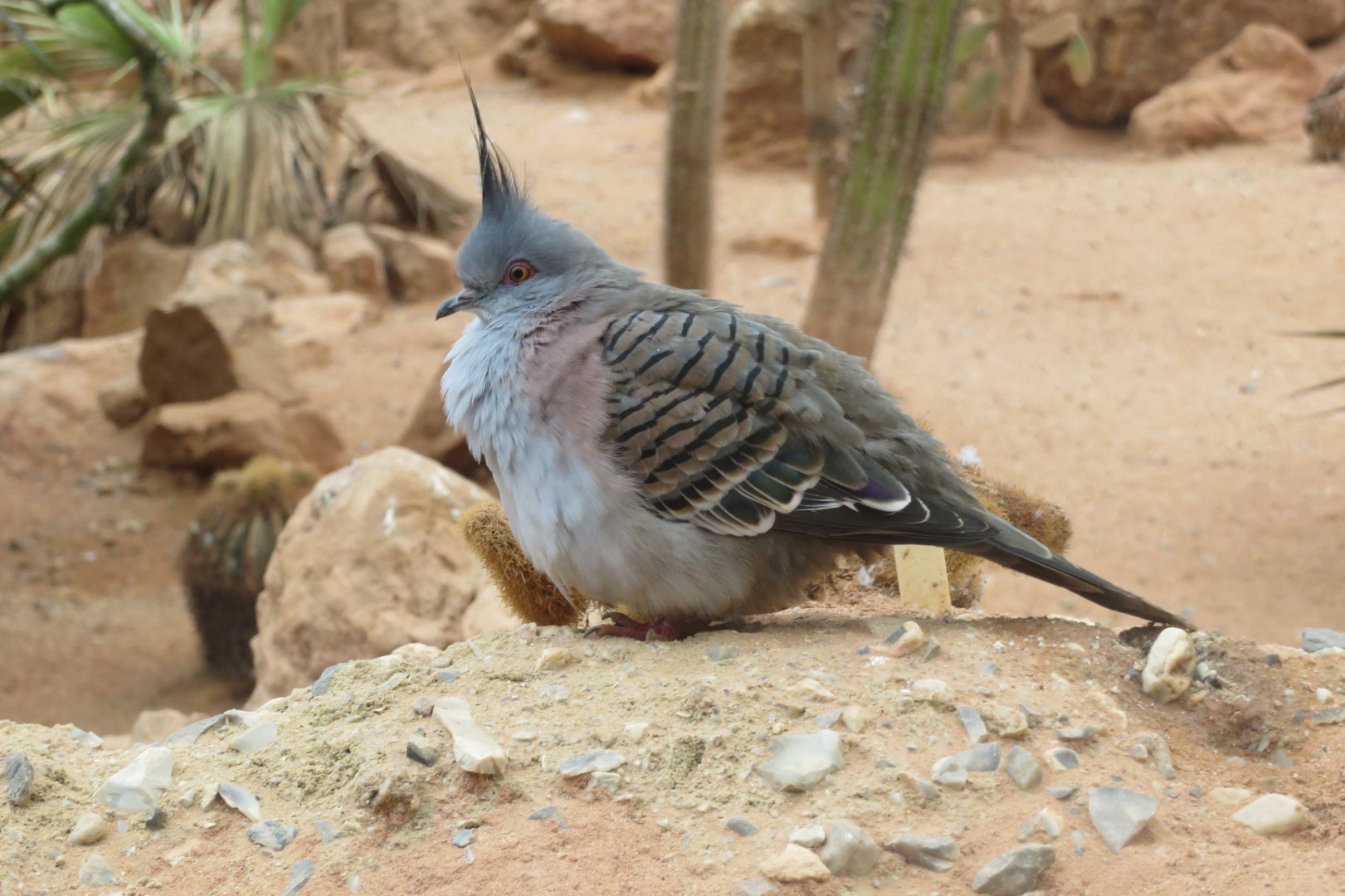 Desert House - Crested pigeon 050119