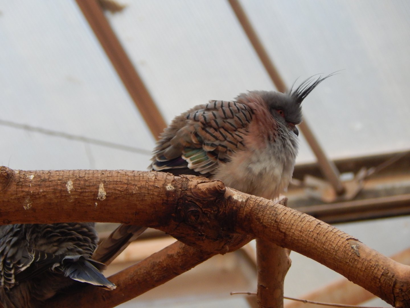 Desert House - Crested pigeon 201121