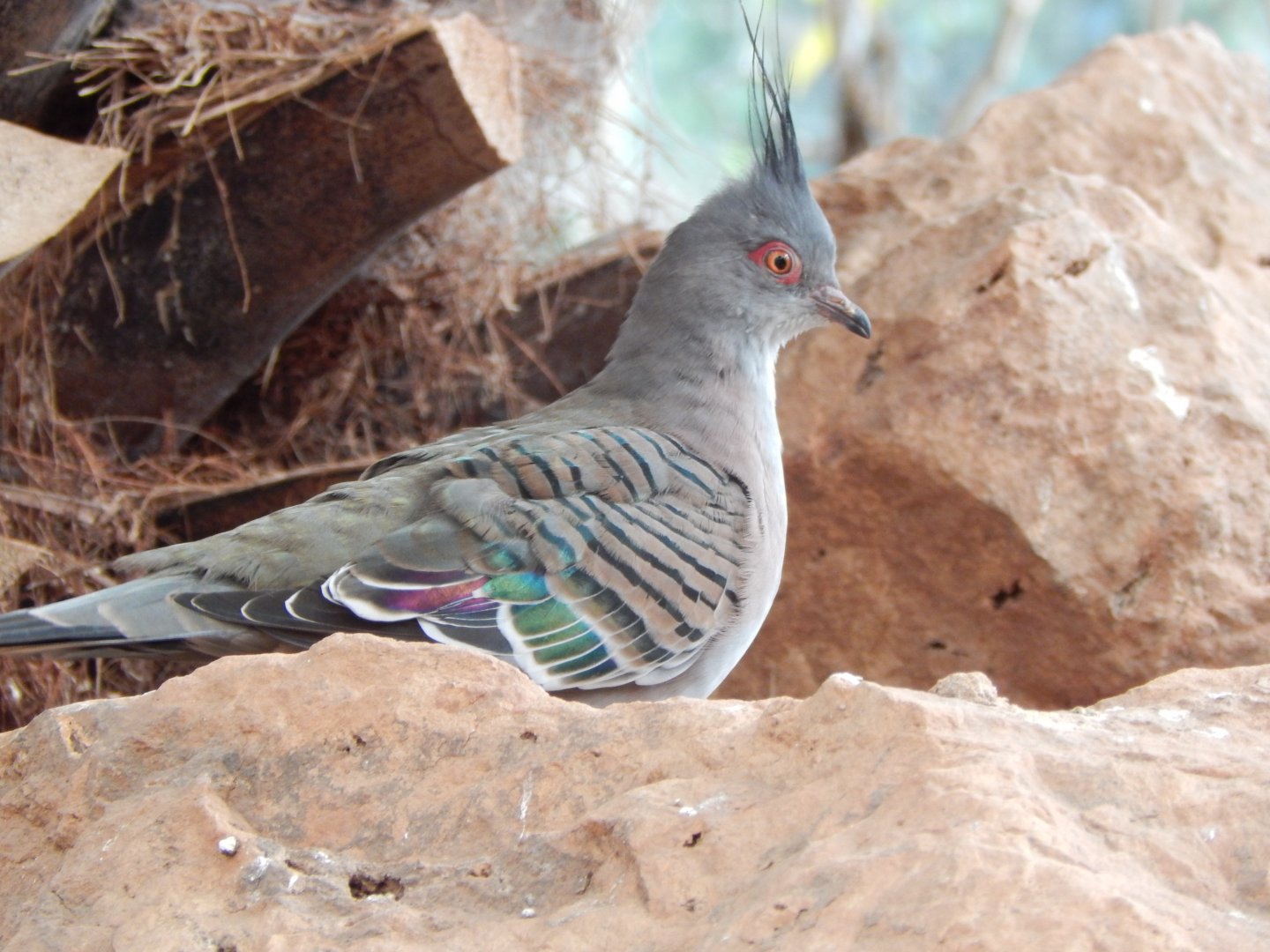 Desert House - Crested pigeon 290923