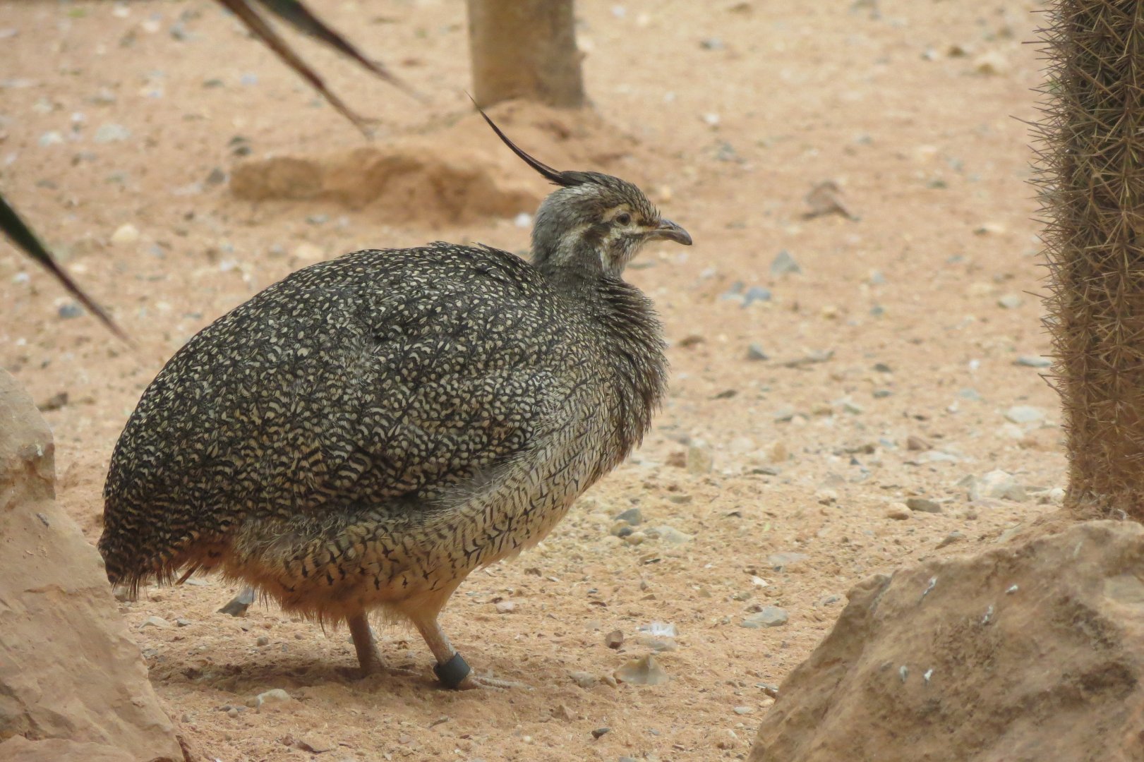 Desert House - Elegant crested tinamou 050119