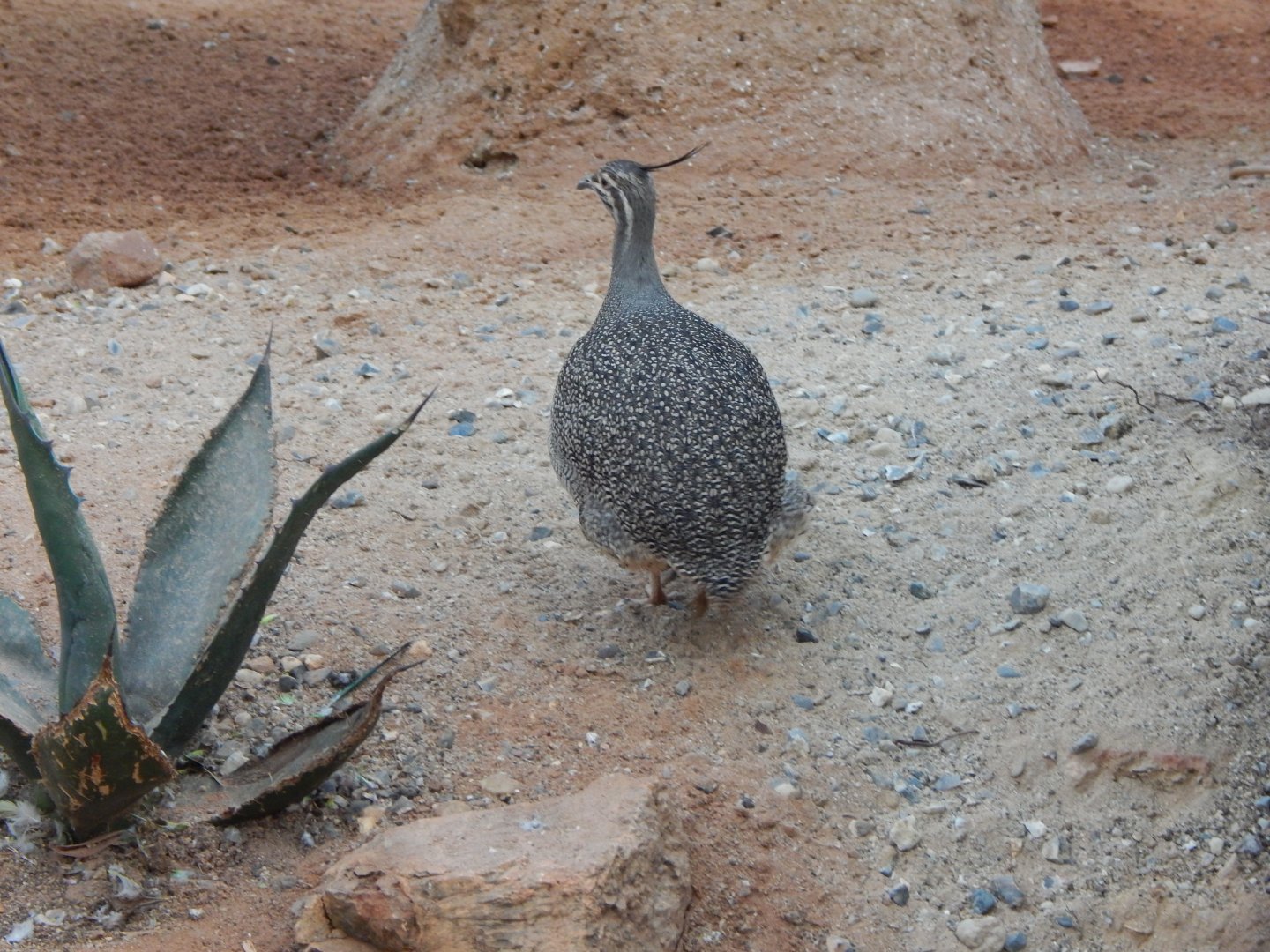 Desert House - Elegant crested tinamou 201121