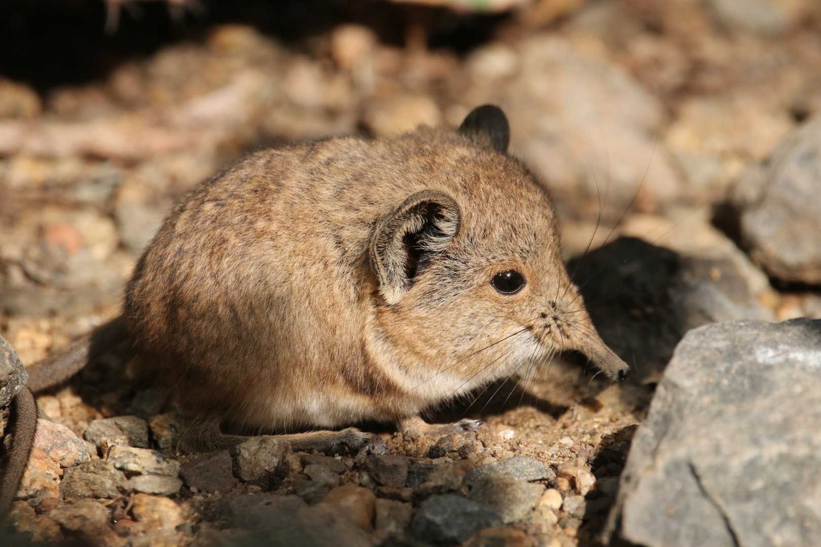 Desert house - Elephant shrew