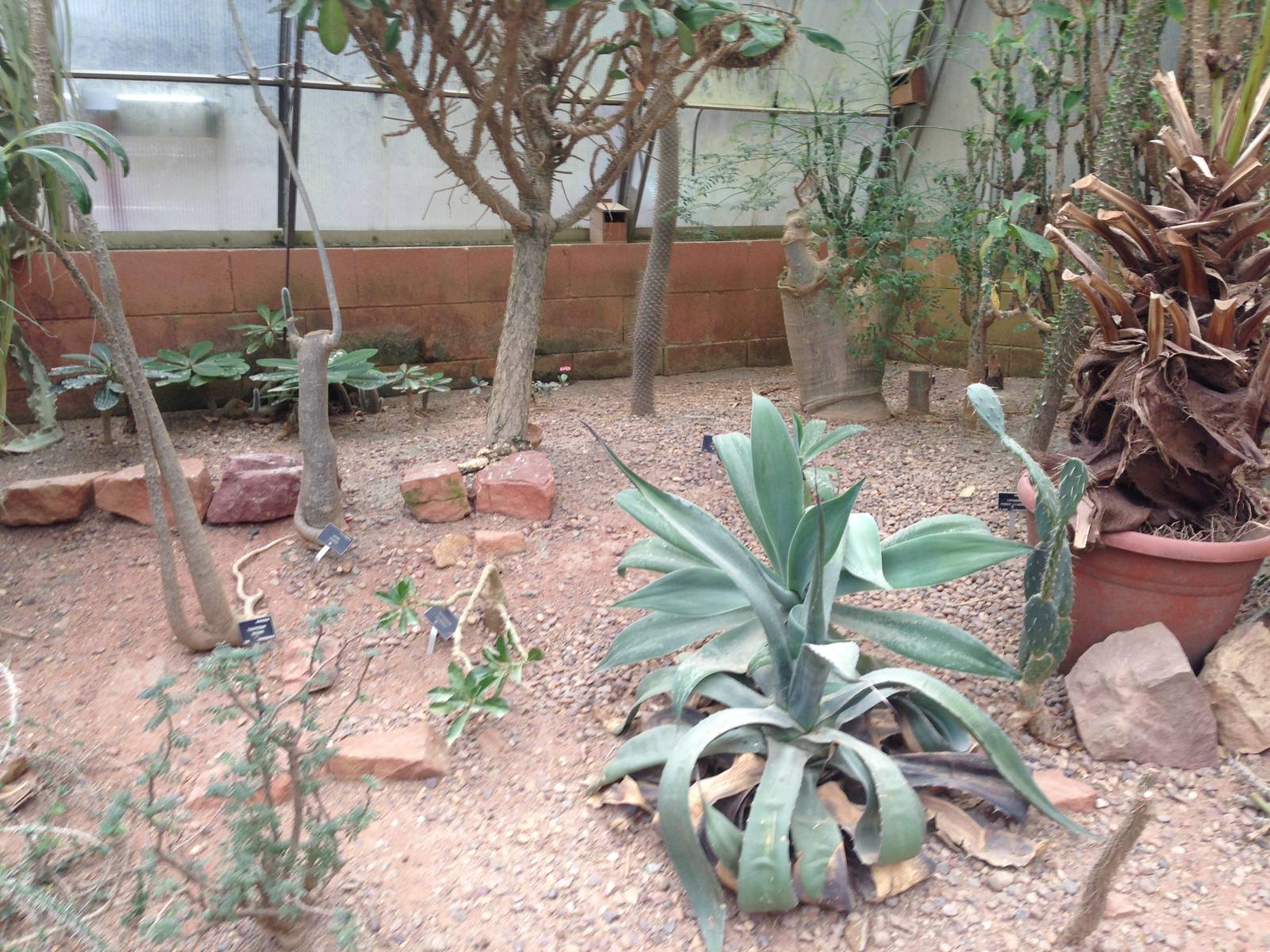 Desert House Foliage at Tropical World - 02/10/2013