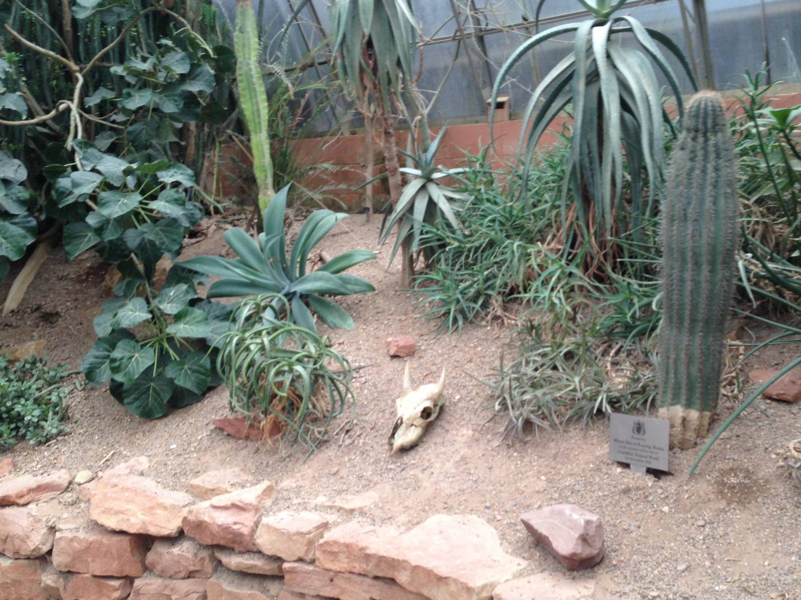 Desert House Foliage at Tropical World - 02/10/2013