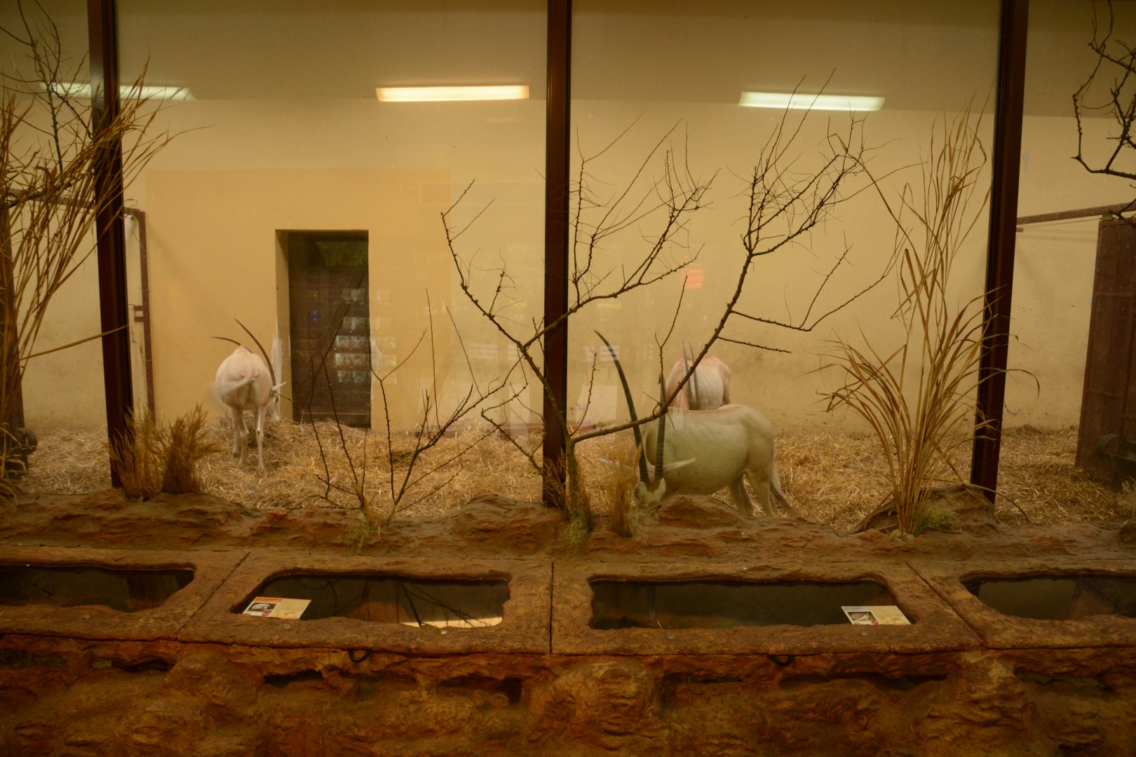 Desert house - Hedgehog enclosure, oryx indoors