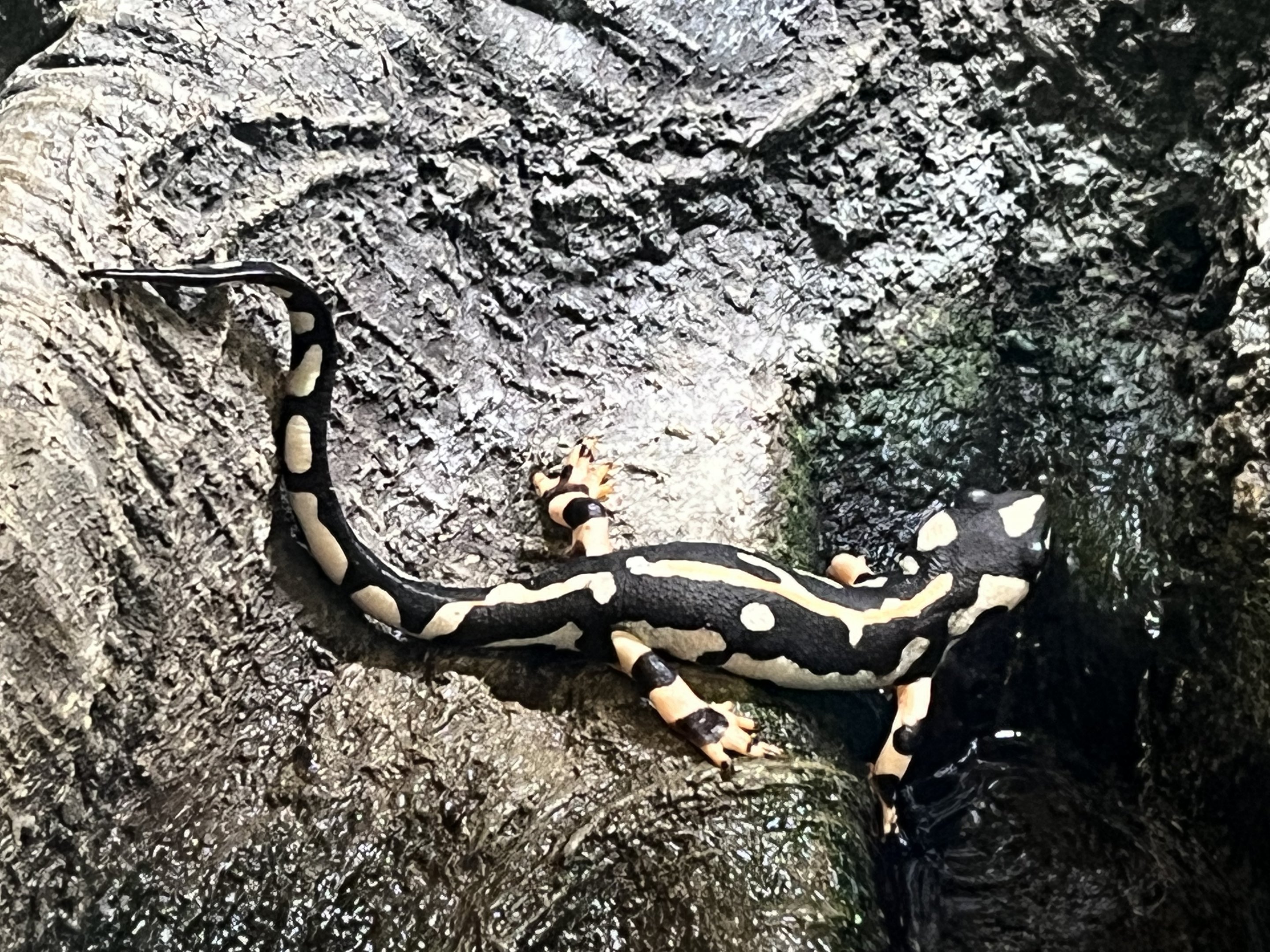 Desert House - Luristan Newt