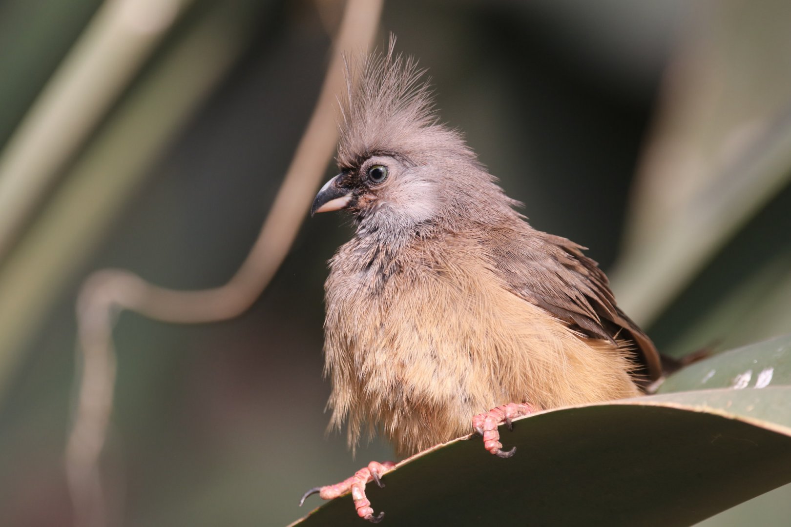 Desert house - Mousebird
