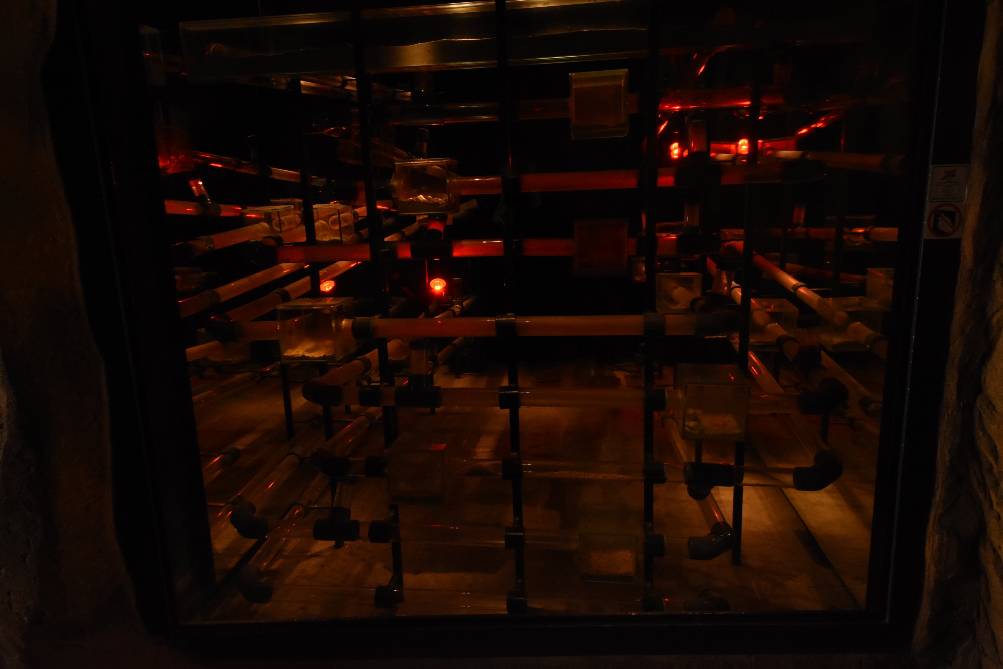 Desert house - Naked mole rats