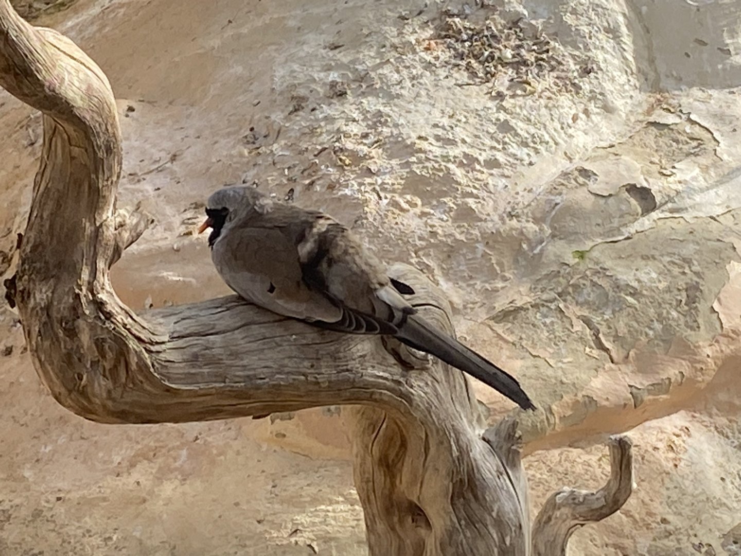 Desert House- Namaqua Dove 241023