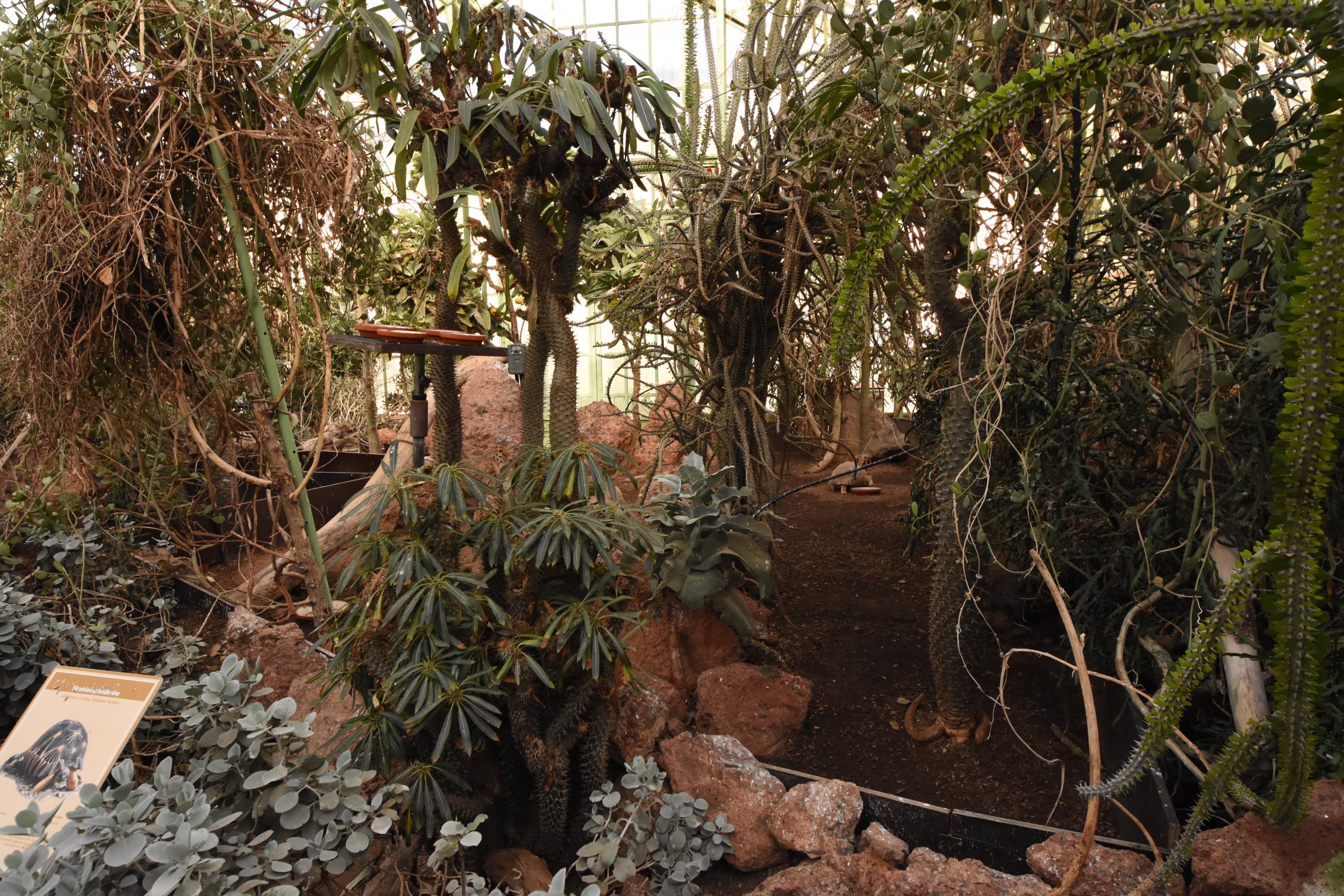 Desert house - Radiated tortoises