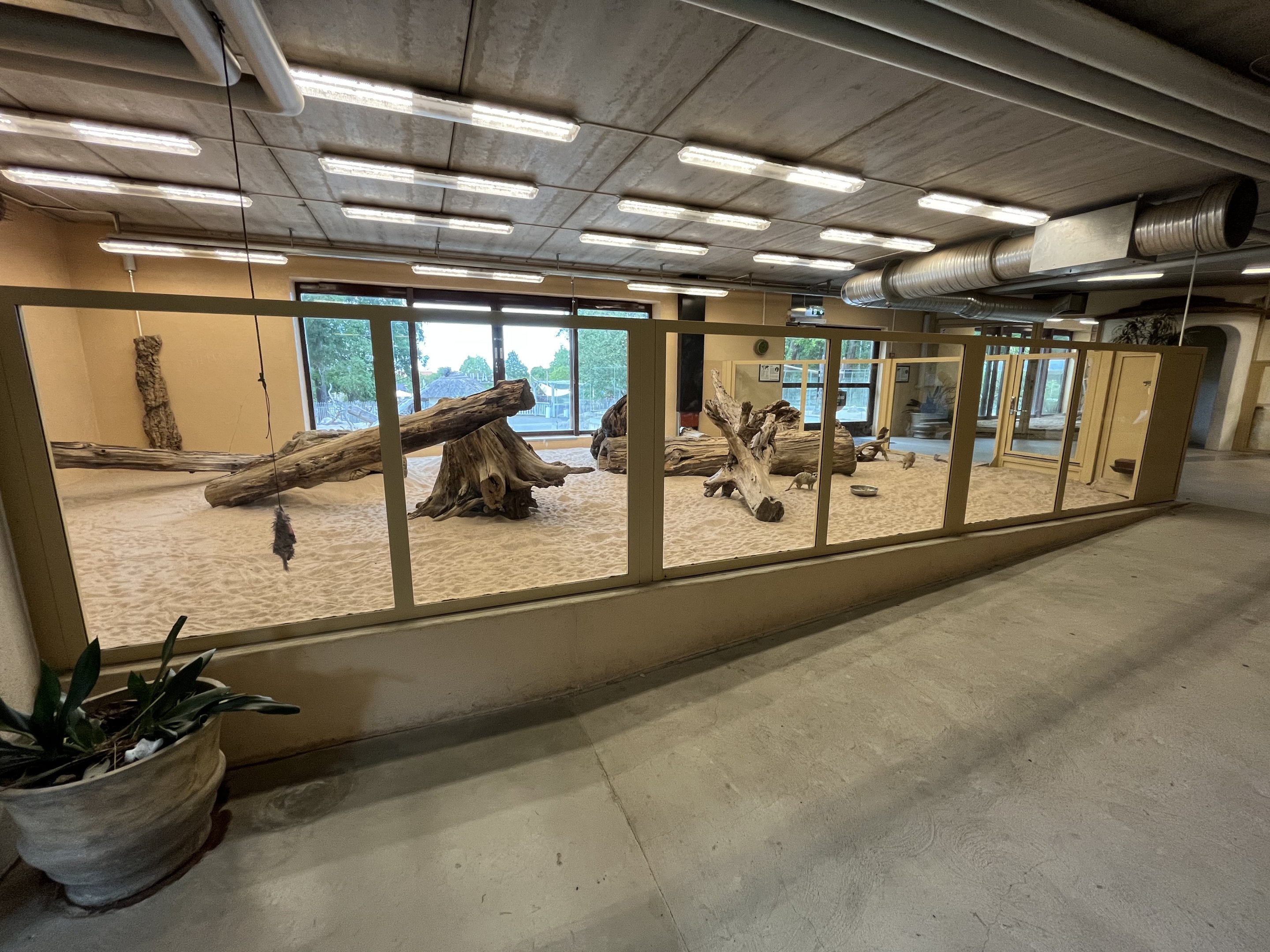 Desert House - Sand Cat Exhibit