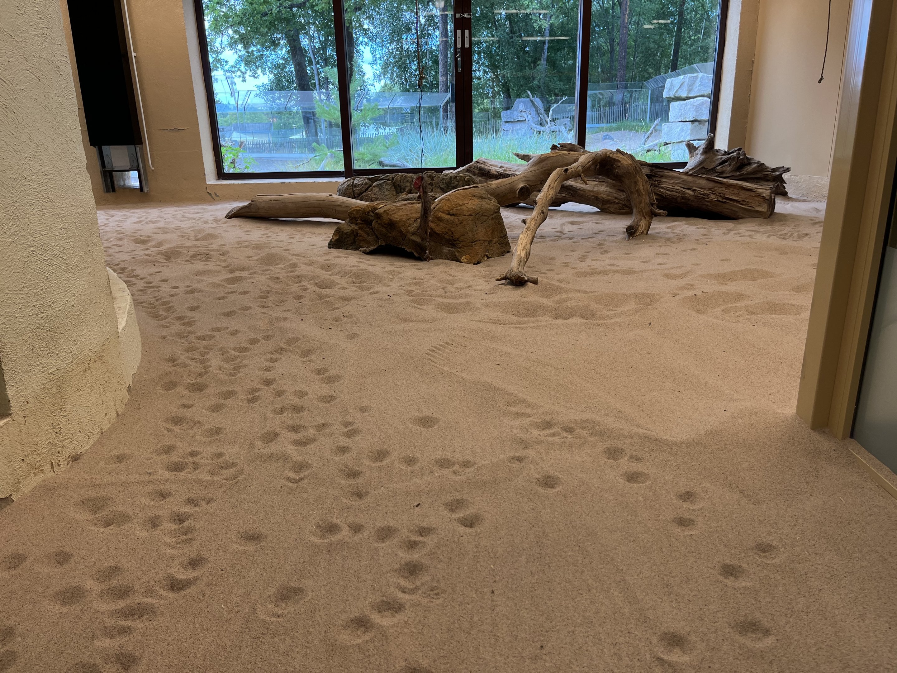 Desert House - Sand Cat Footprints