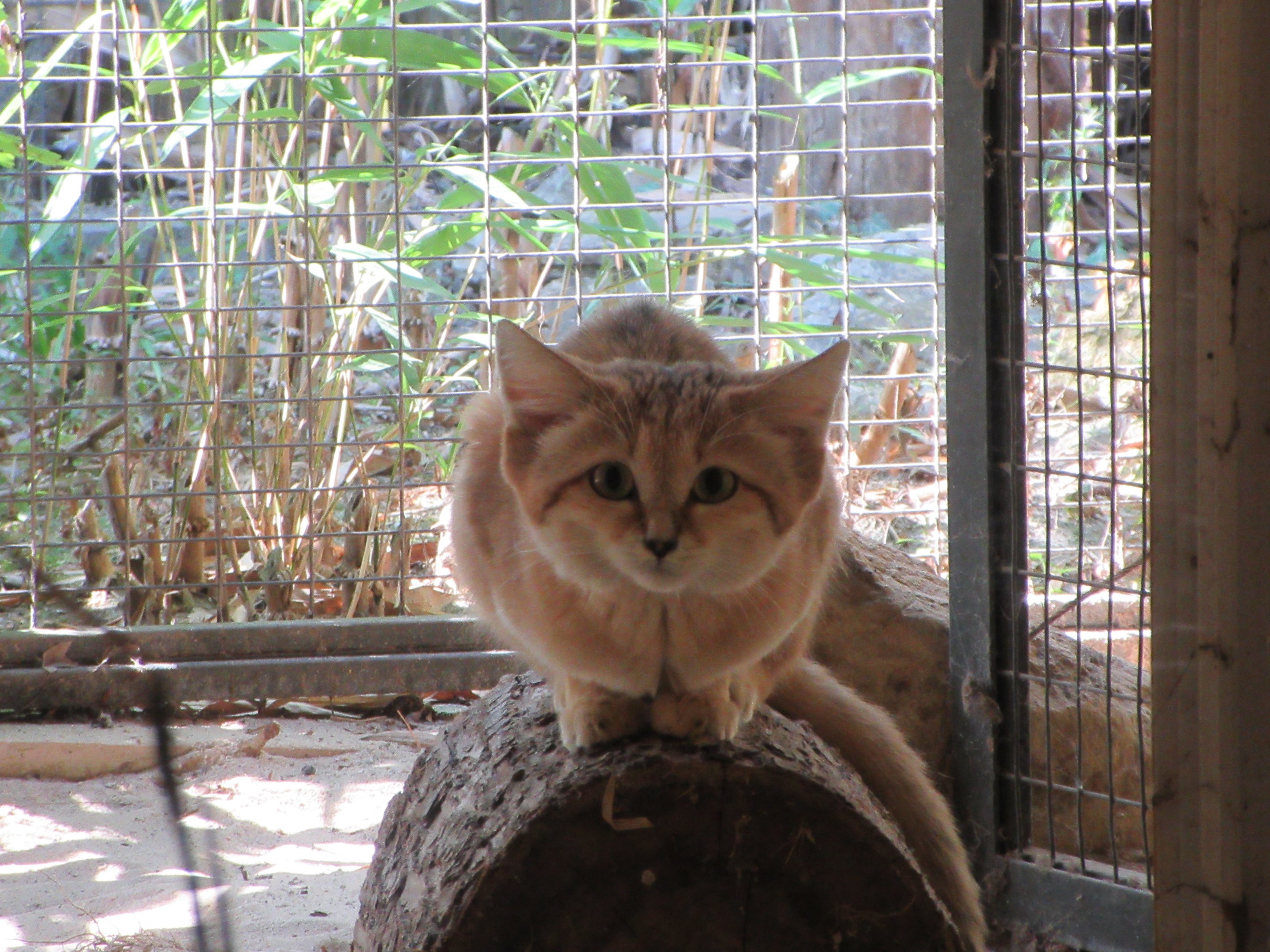 Desert House - Sand Cat