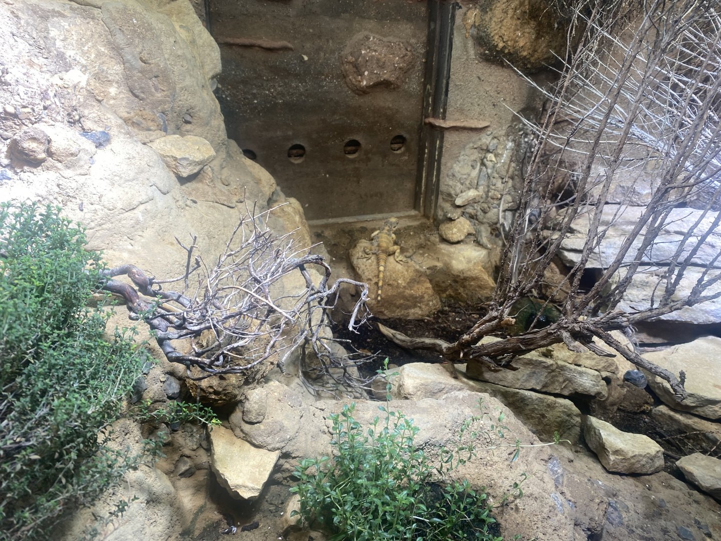 Desert House - Starred agama exhibit 040822