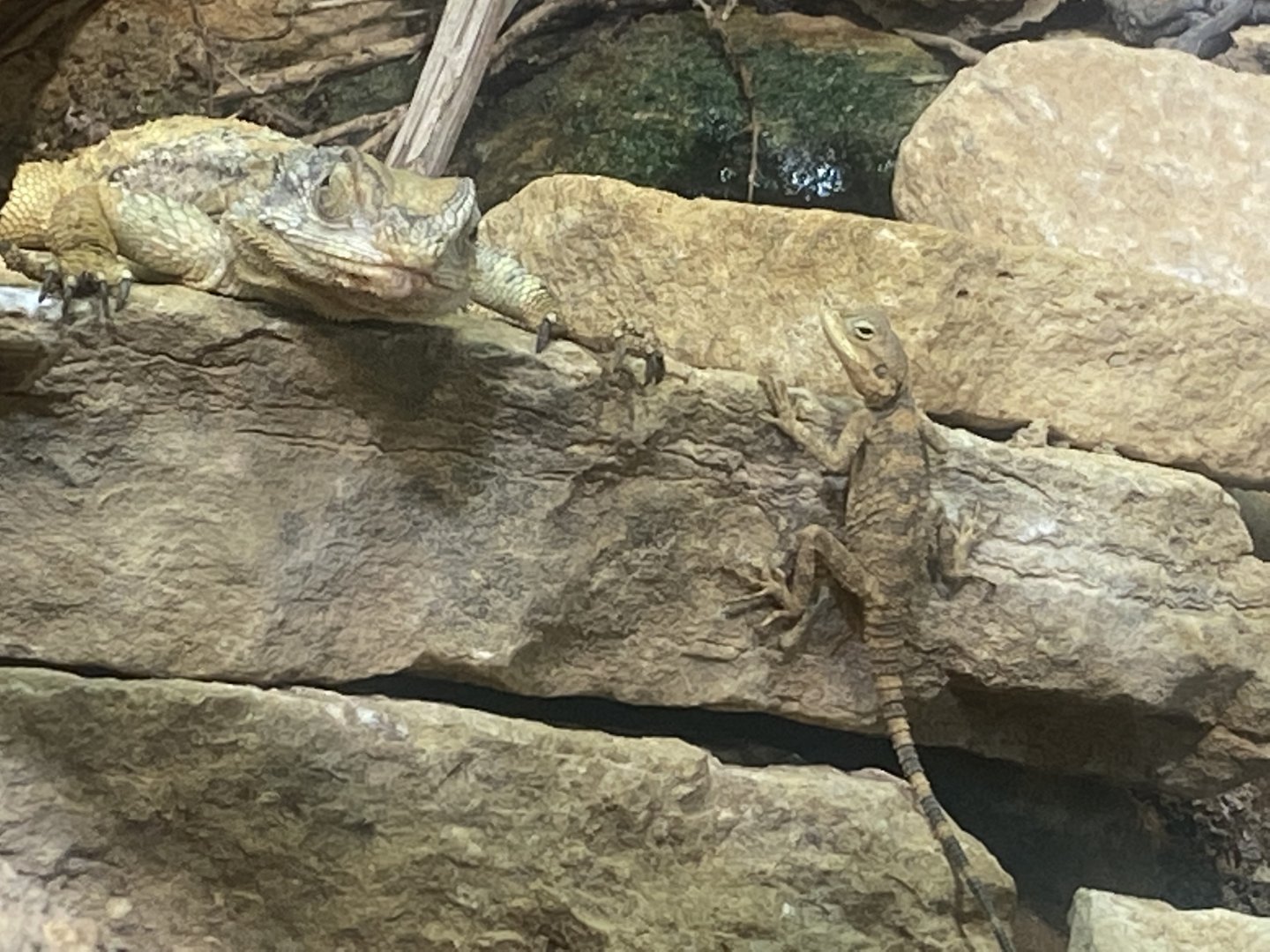 Desert House - Starred agamas 040822