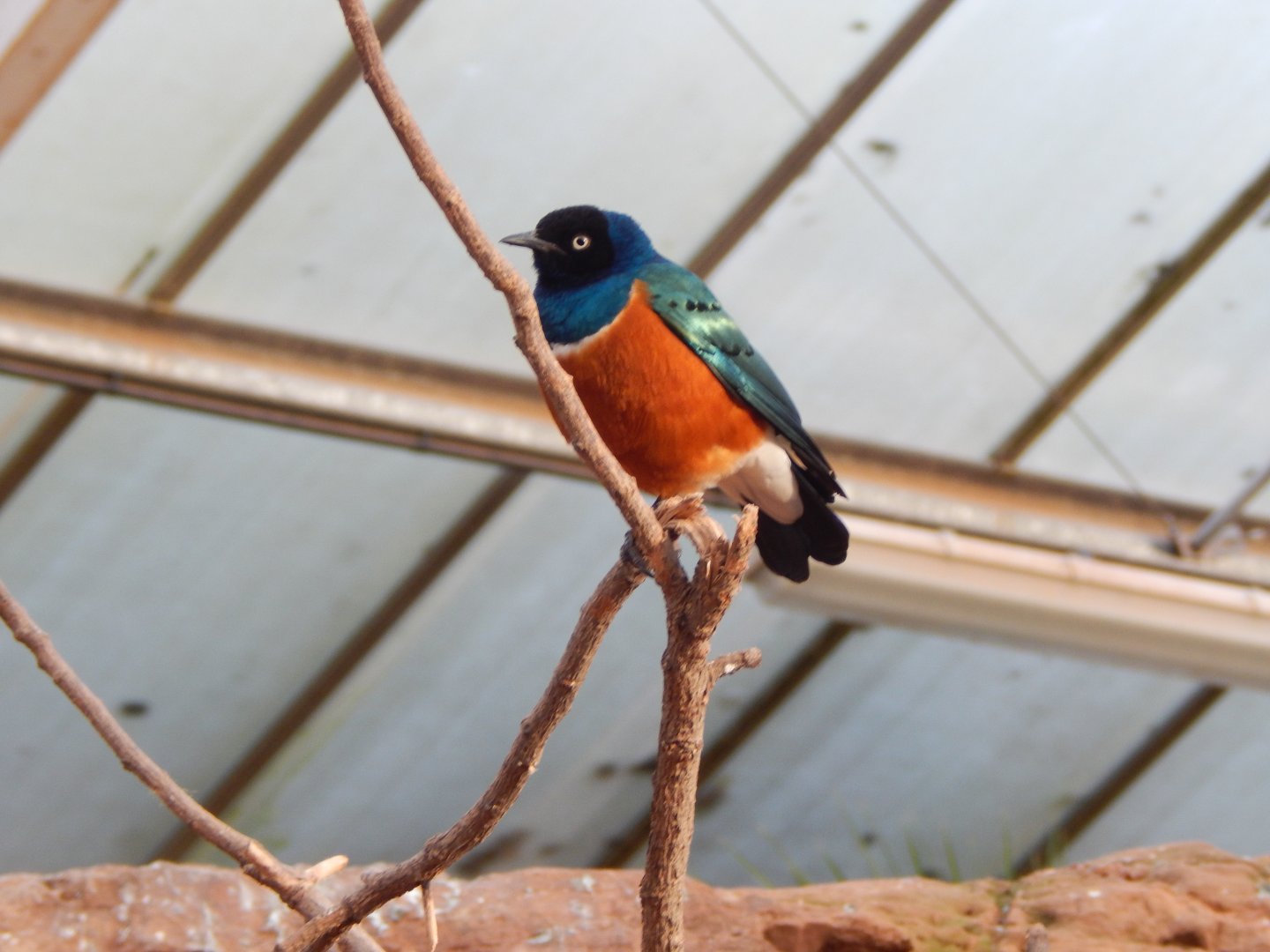 Desert House - Superb starling 201121