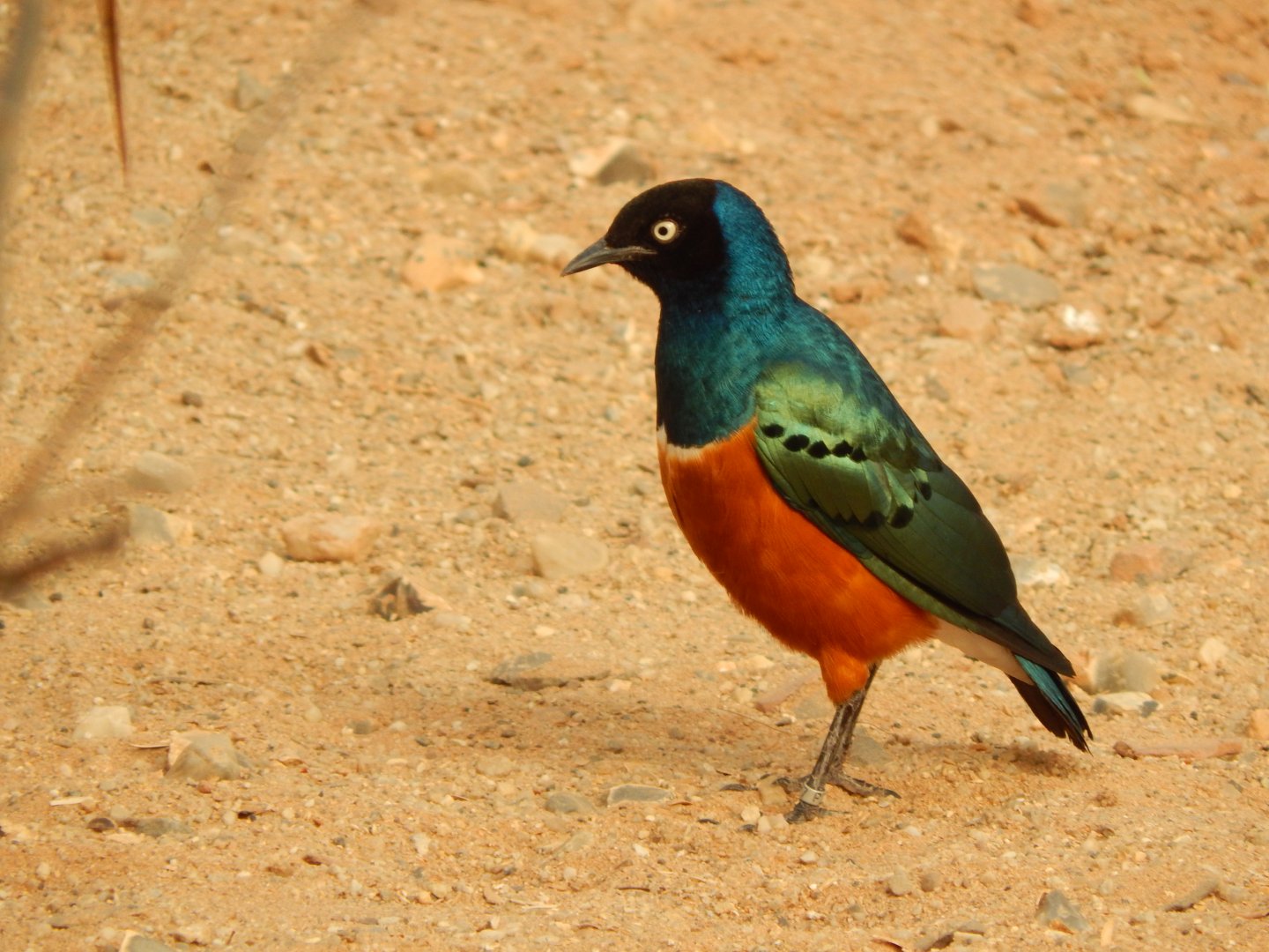 Desert House - Superb starling 290923