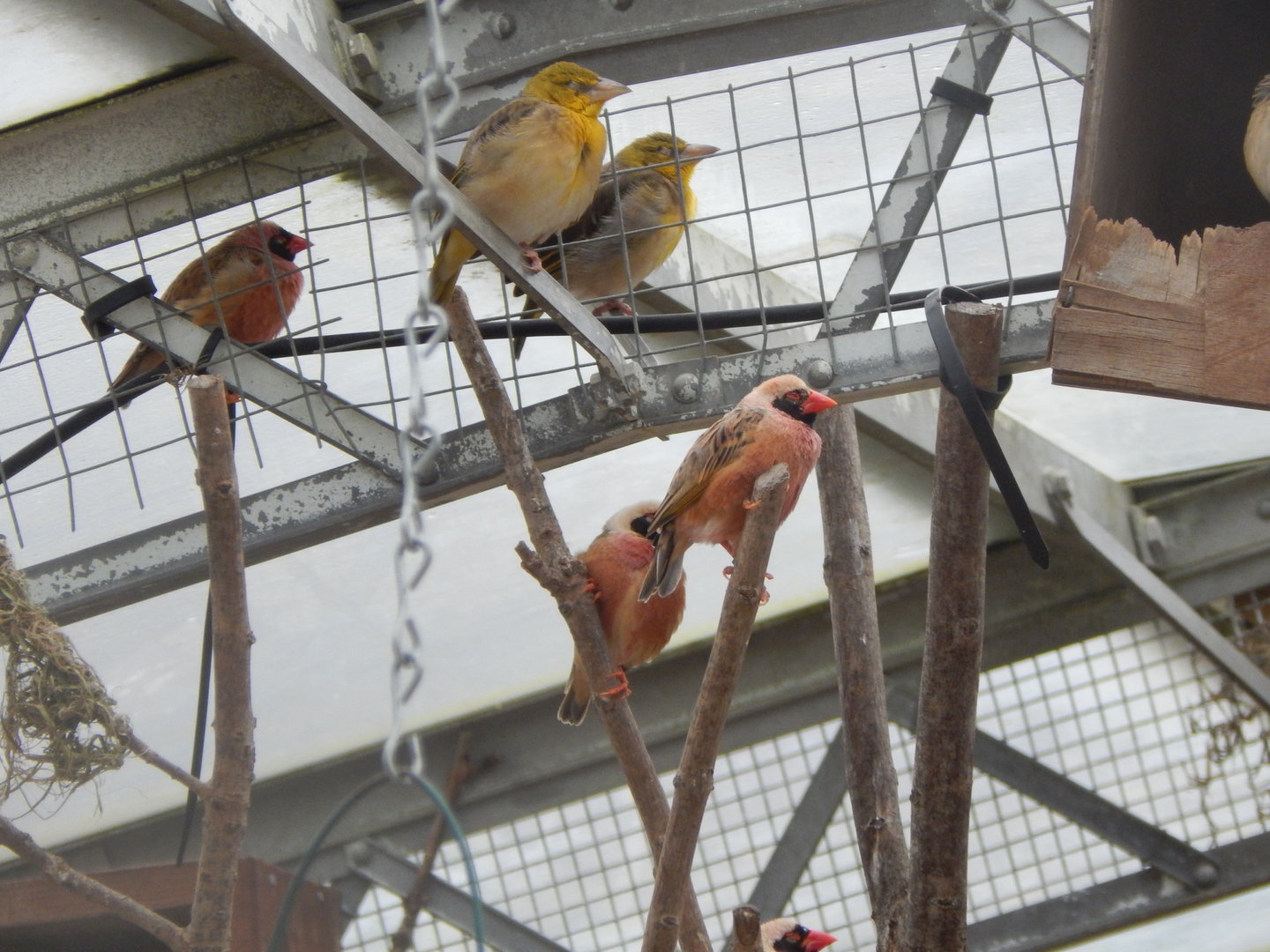Desert House - Village weavers and Red-billed queleas 010323