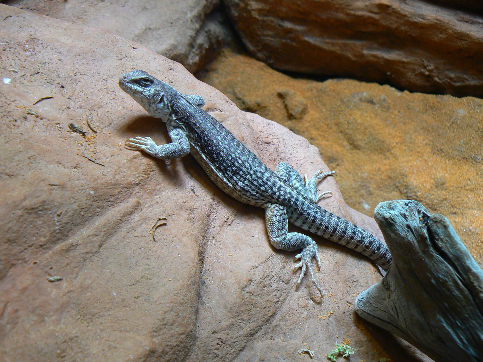 Desert Iguana - 12 June 2016, Askham Bryan College