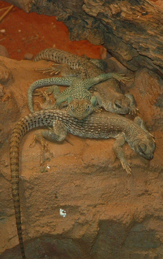 Desert Iguana and Eastern Collared Lizard - Vienna Zoo 2006