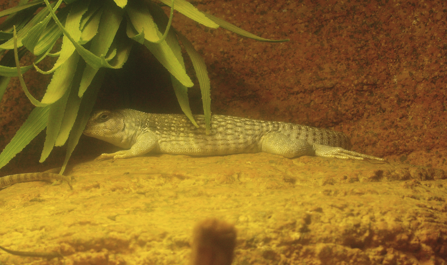 Desert iguana (Dipsosaurus dorsalis), 2017-02-06