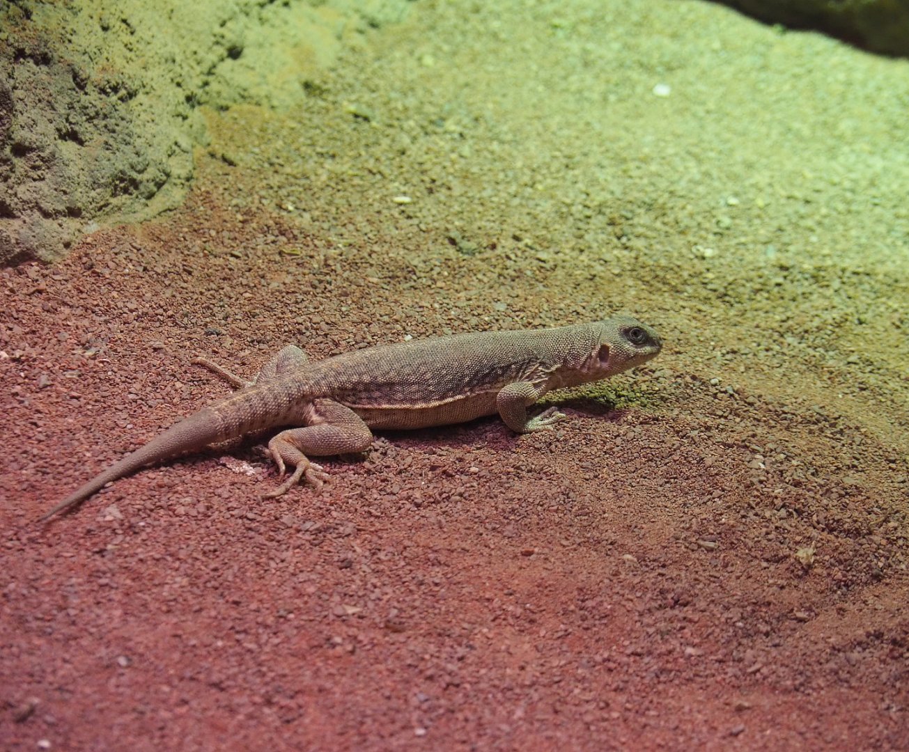 Desert iguana (Dipsosaurus dorsalis), 2020-06-28