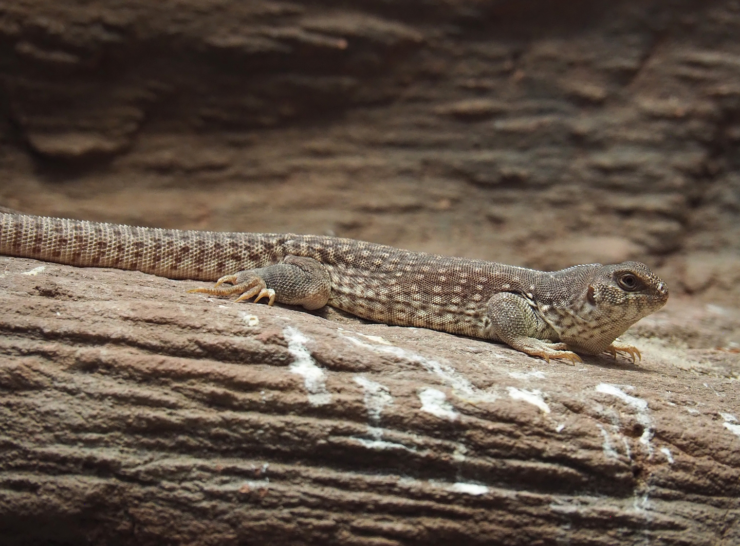 Desert iguana (Dipsosaurus dorsalis), 2024-02-17