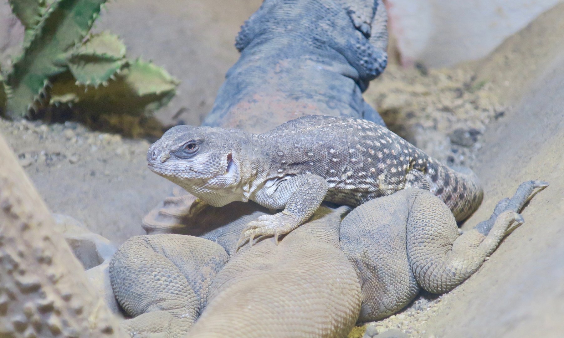 Desert Iguana (Dipsosaurus dorsalis) and Common Chuckwalla (Sauromalus ater)