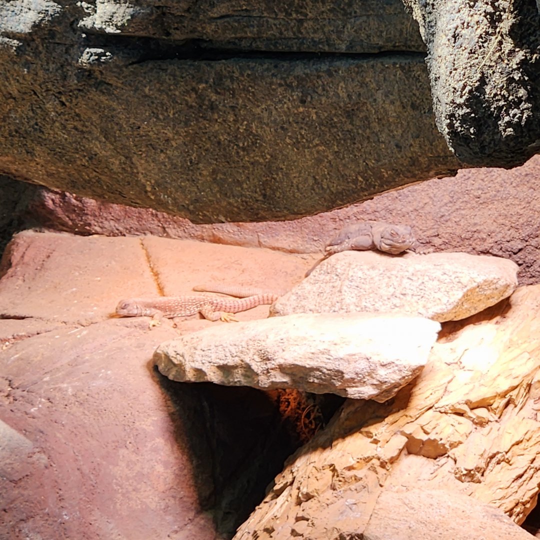 Desert Iguana (Dipsosaurus dorsalis) and Common Chuckwalla (Sauromalus ater)