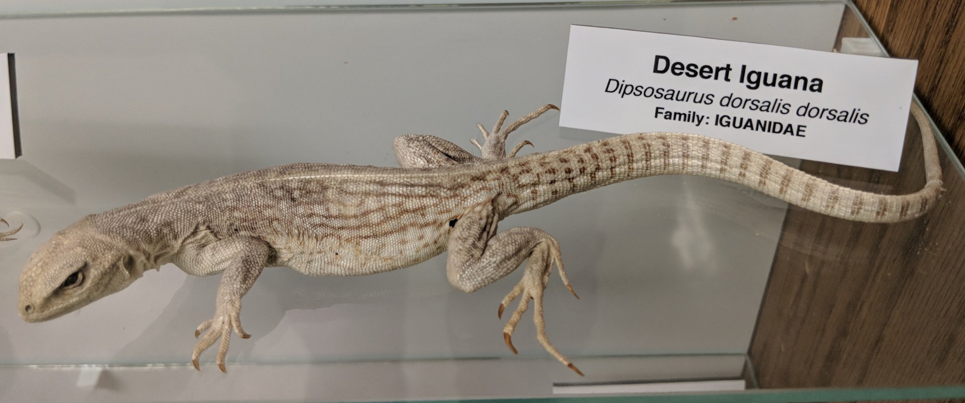 Desert iguana (Dipsosaurus dorsalis dorsalis)