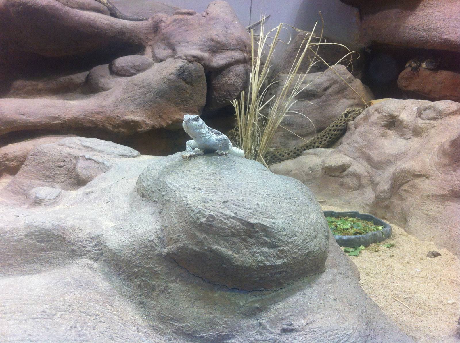 Desert Iguana (Dipsosaurus dorsalis)