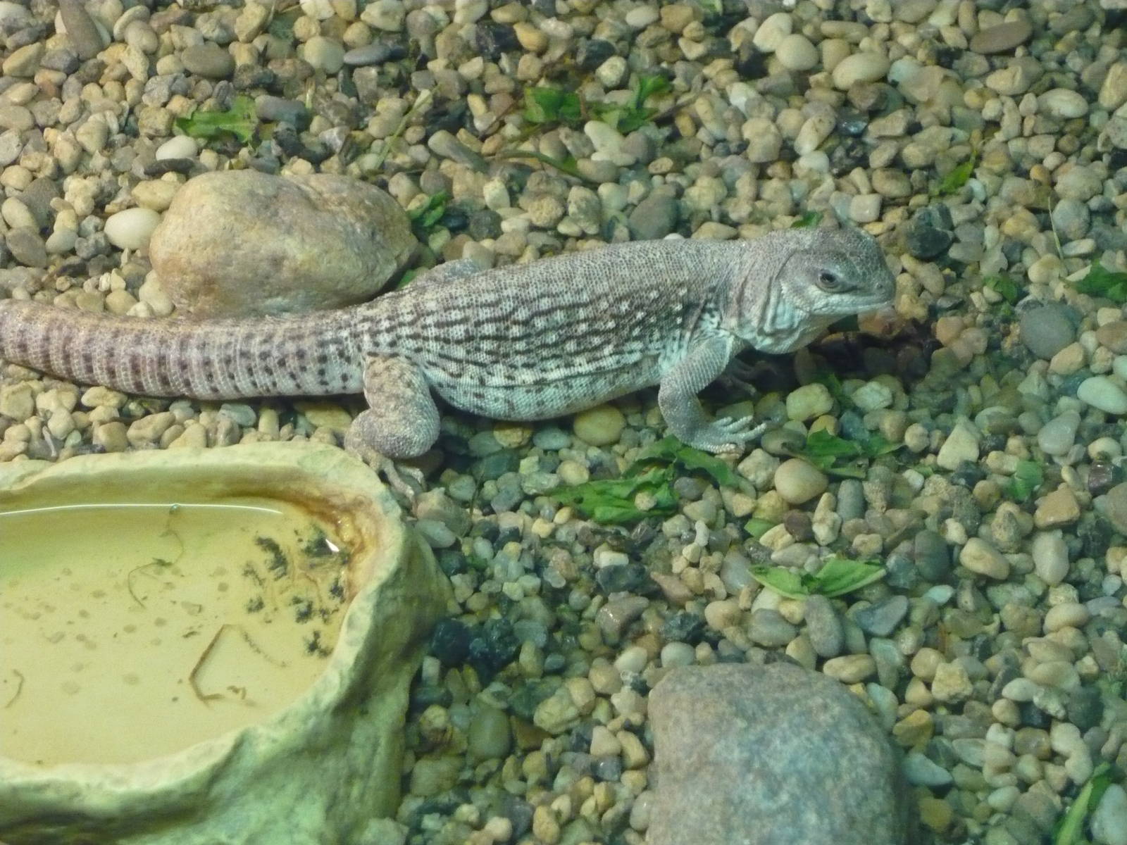 Desert iguana (Dipsosaurus dorsalis)