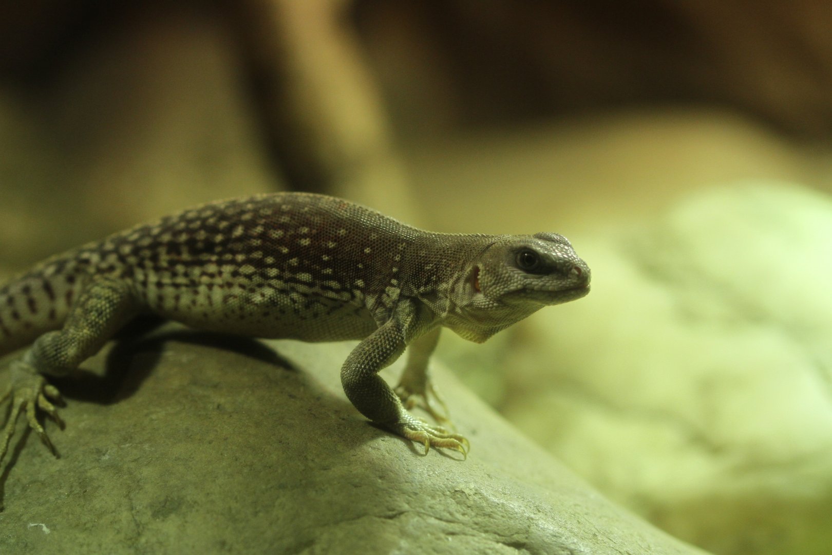 Desert iguana (Dipsosaurus dorsalis)