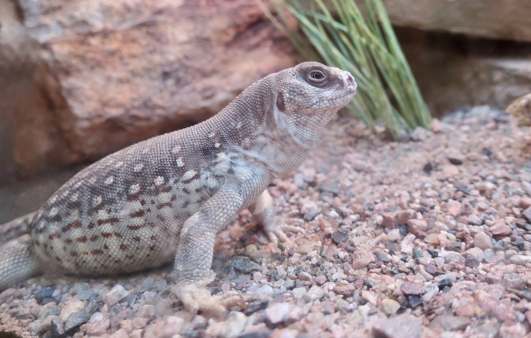 Desert Iguana (Dipsosaurus dorsalis)