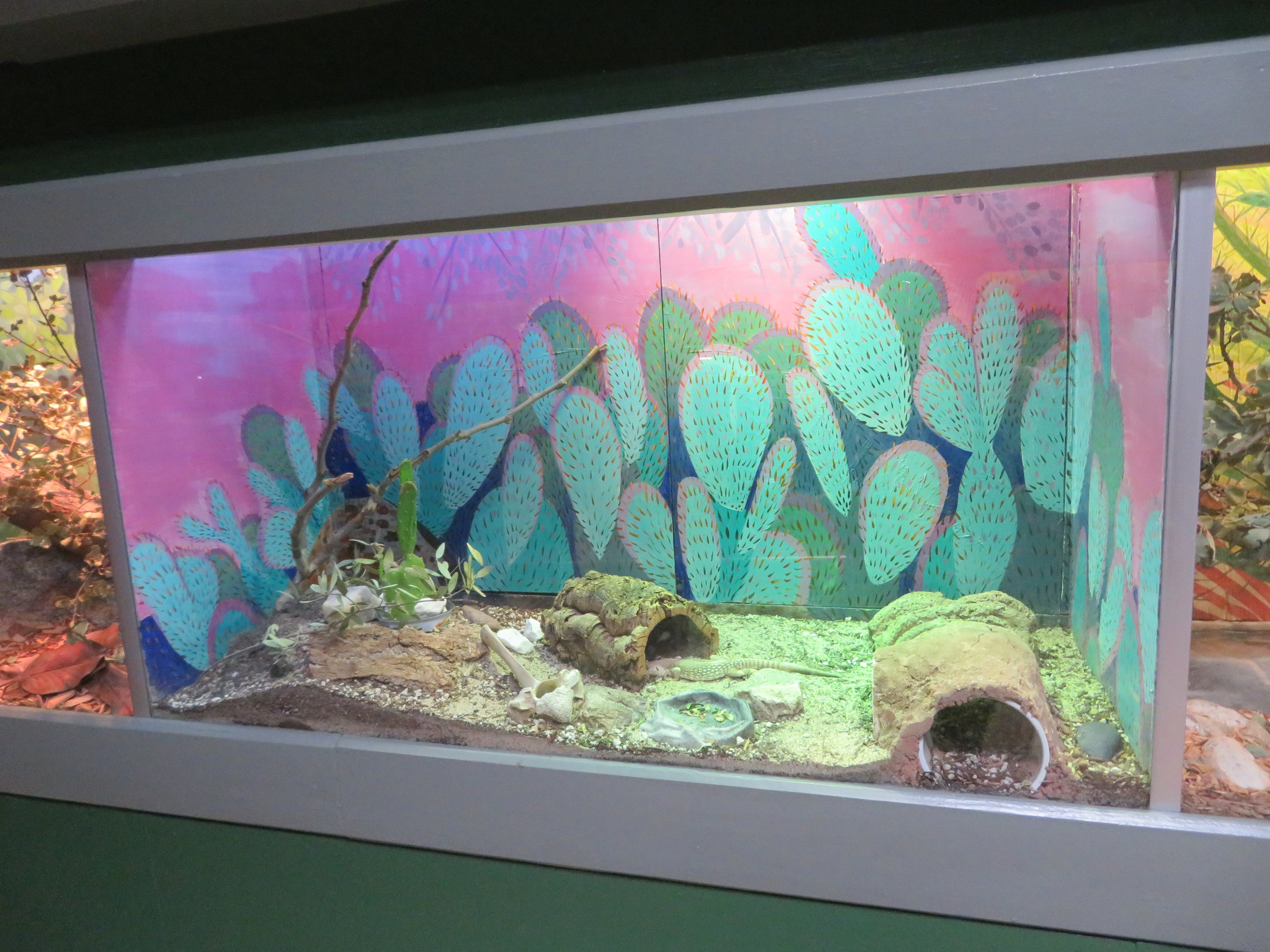 Desert Iguana Enclosure