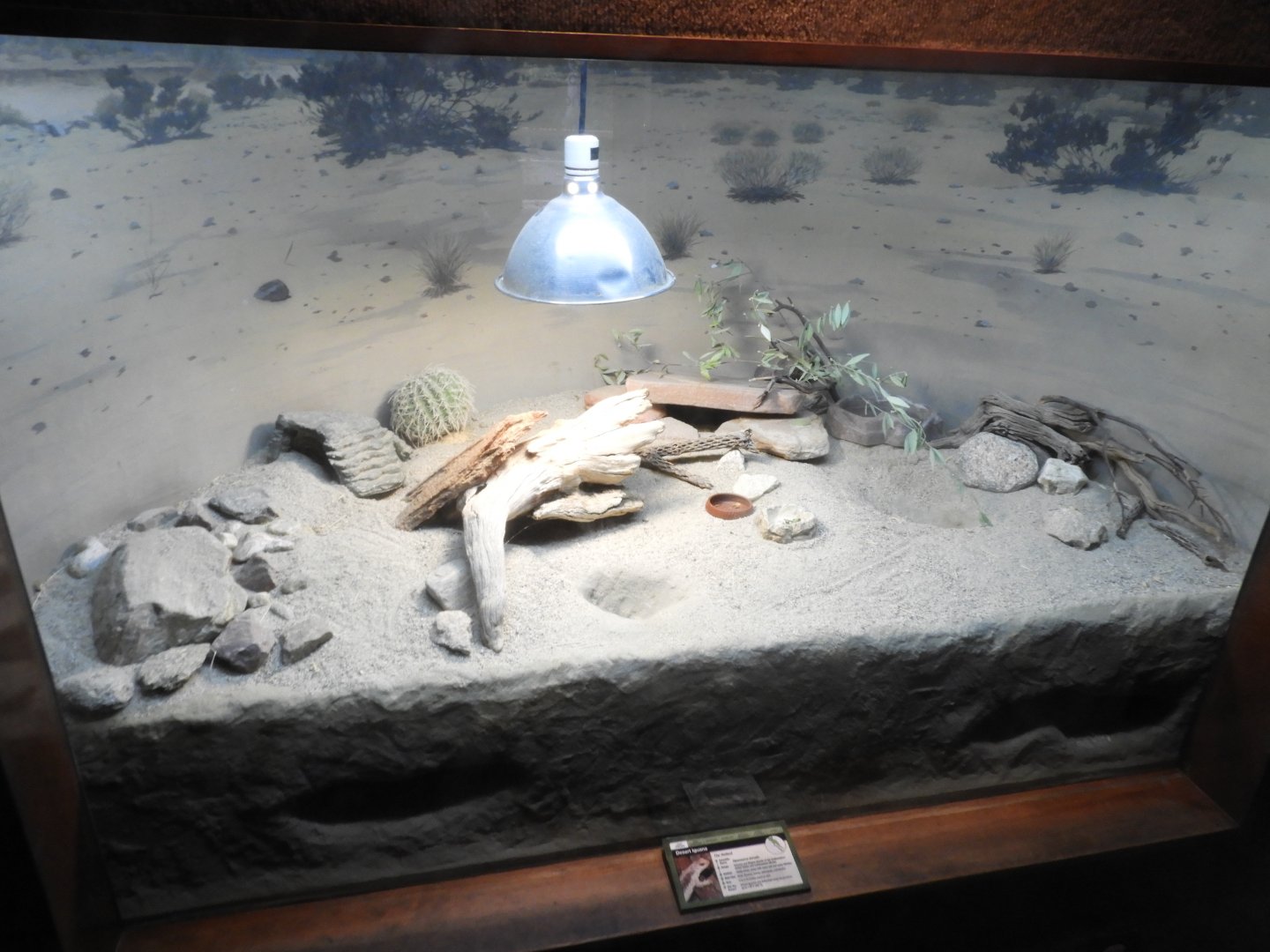 Desert iguana enclosure