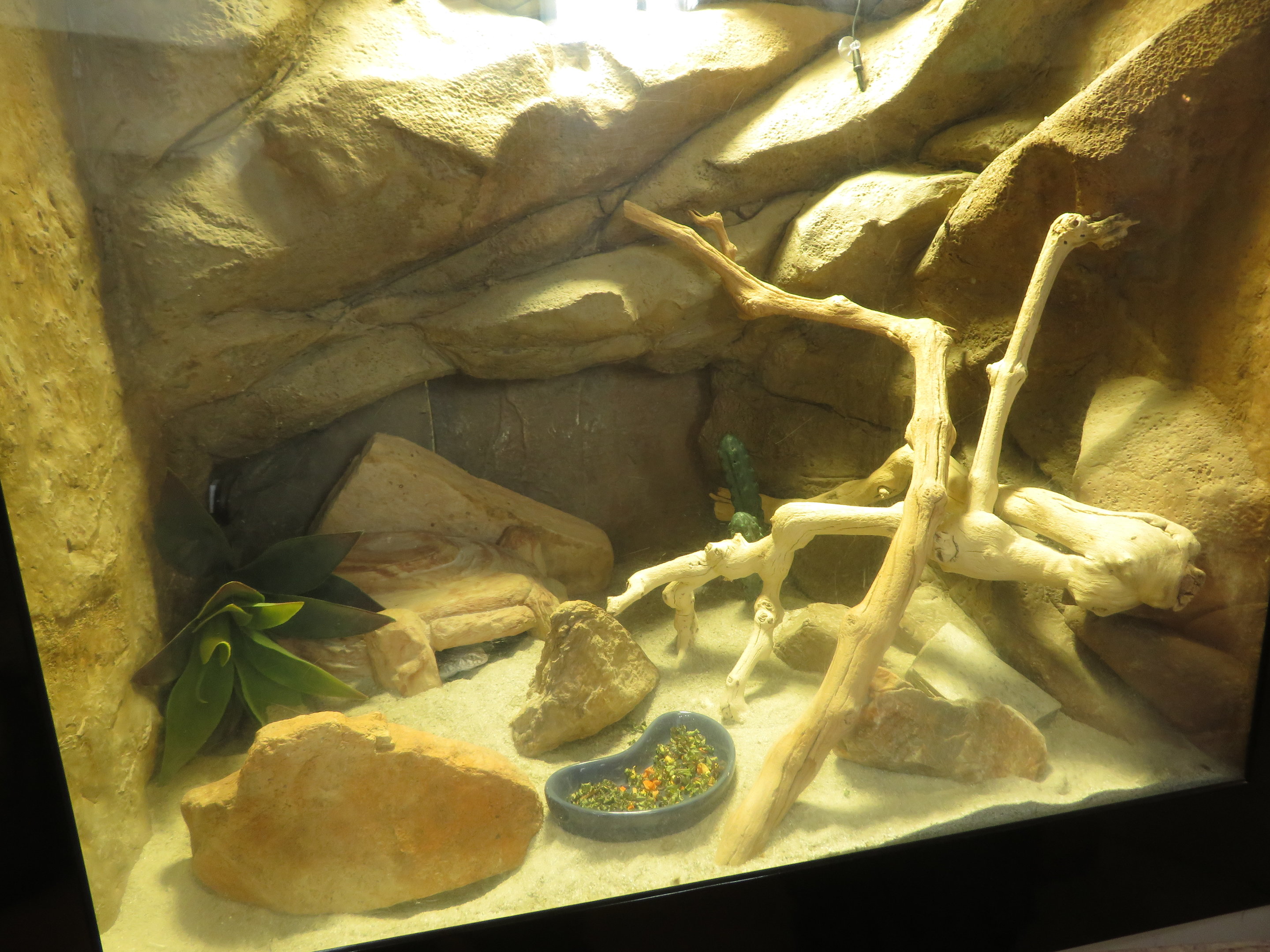 Desert Iguana Exhibit