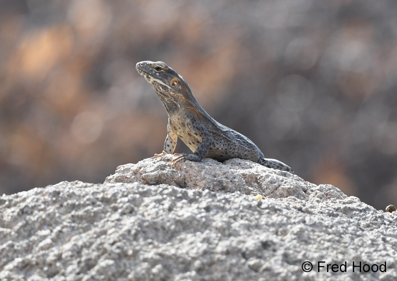 desert iguana (free roaming)