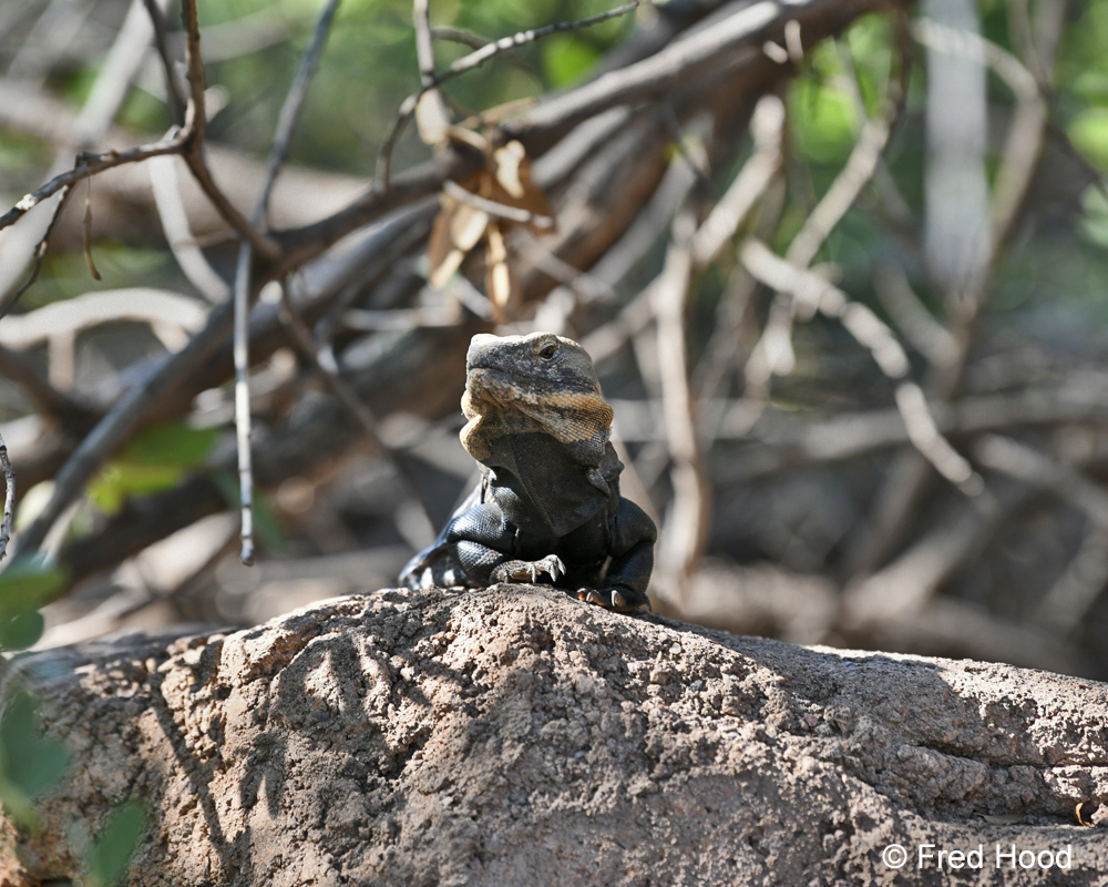 desert iguana (free roaming)