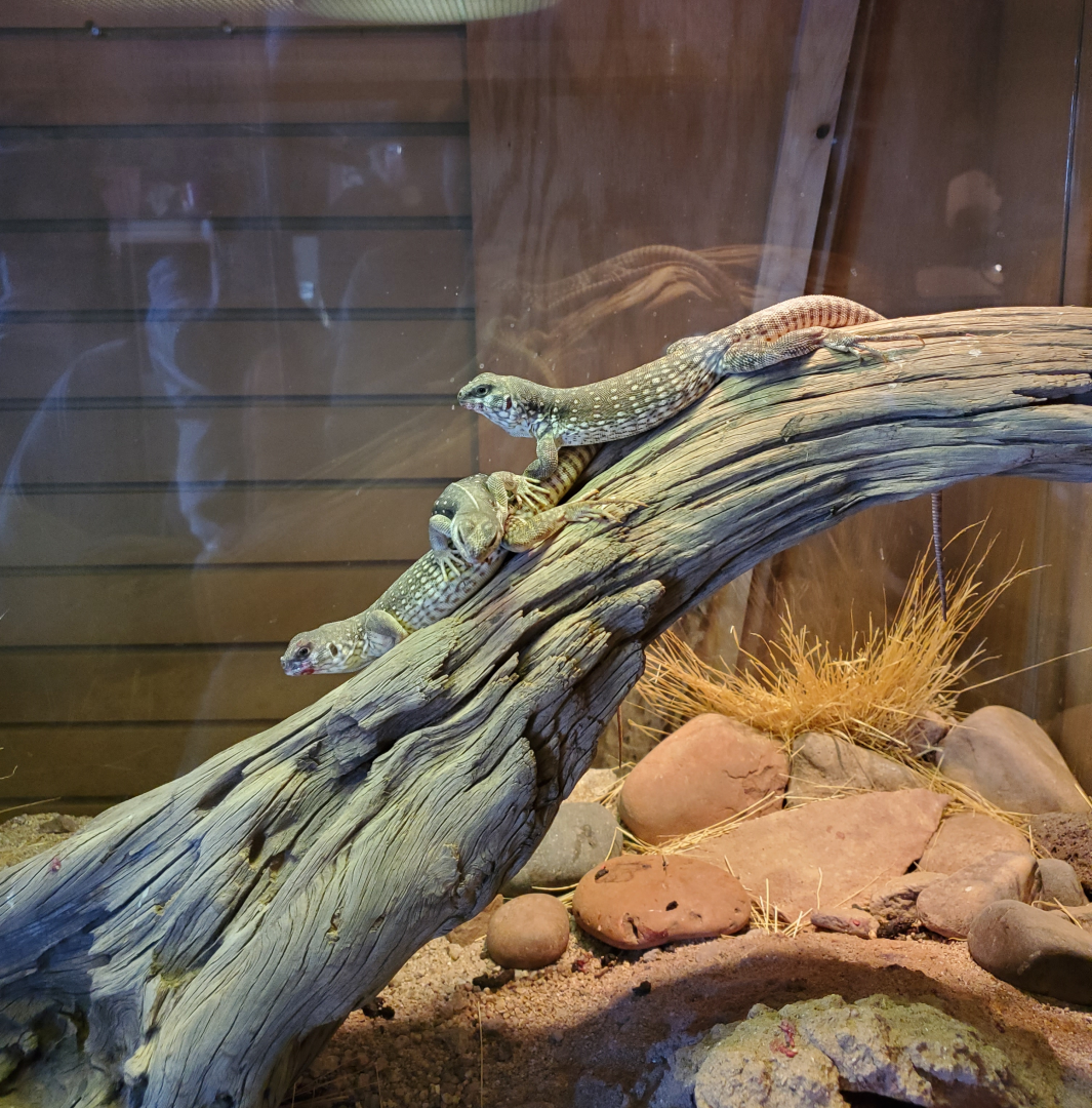 Desert Iguana - Goldfield Ghost Town & Mines (2020)