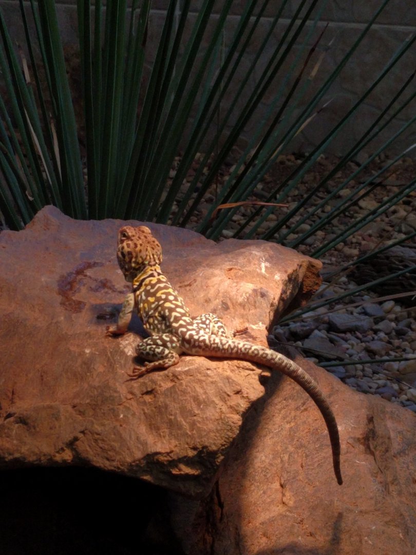 Desert Iguana ID