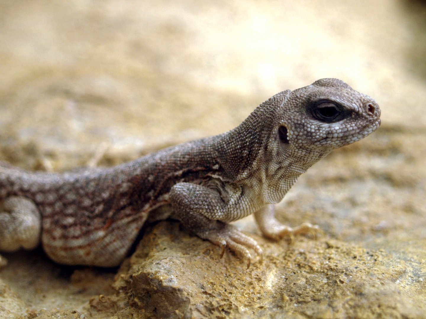 Desert iguana