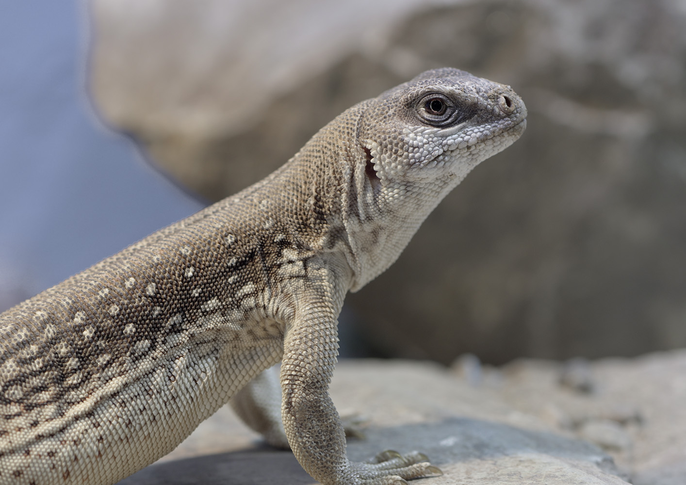 Desert iguana