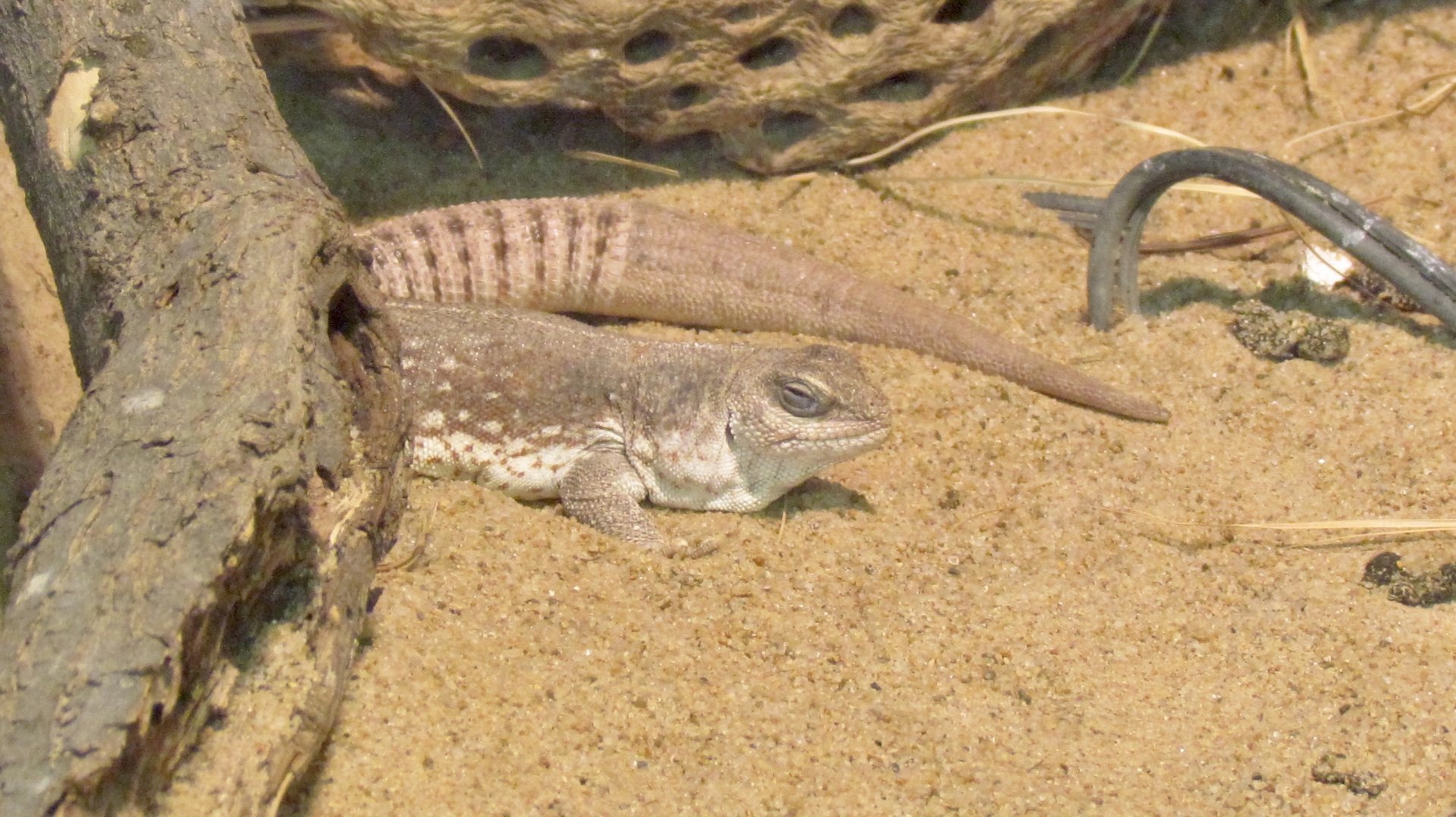 Desert Iguana