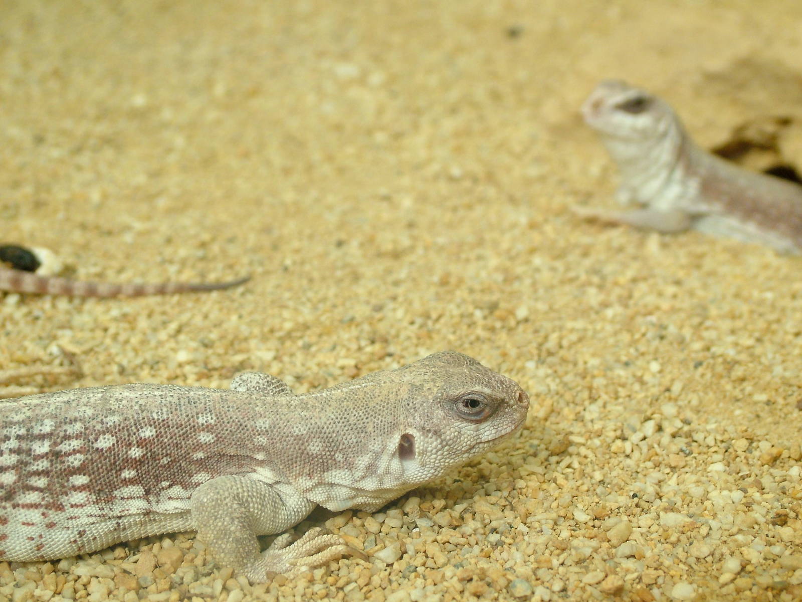 Desert Iguanas at Frankfurt 31/08/10