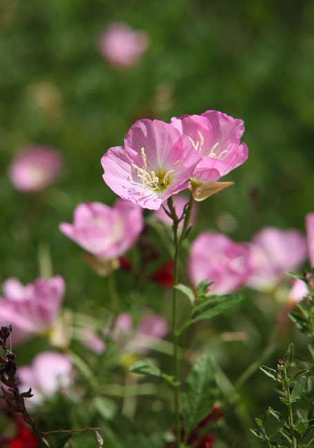 desert in bloom