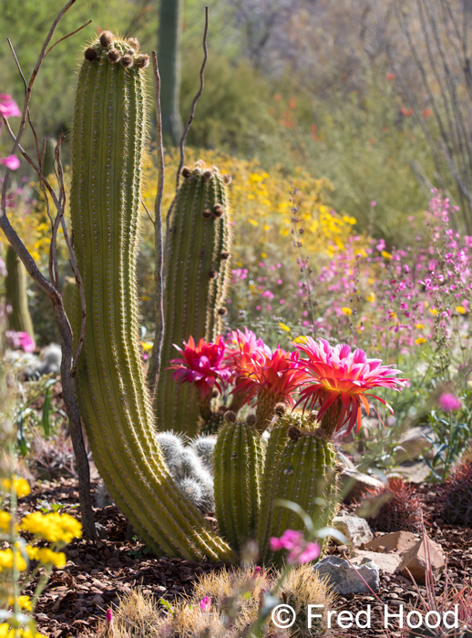 Desert in bloom