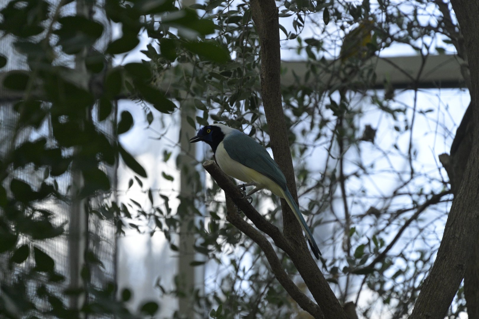 Desert - Inca Jay (Cyanocorax yncas yncas)