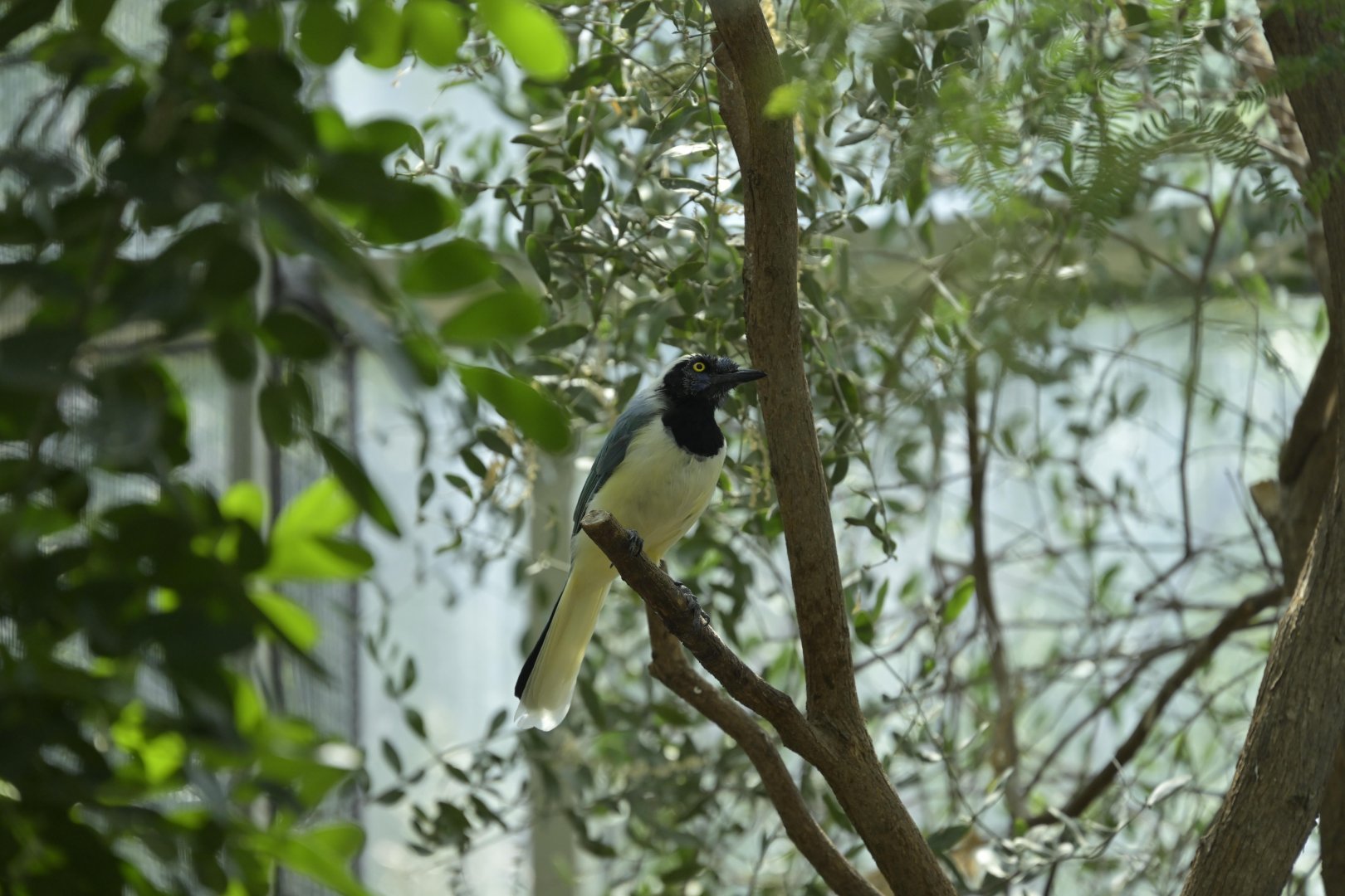 Desert - Inca Jay (Cyanocorax yncas yncas)