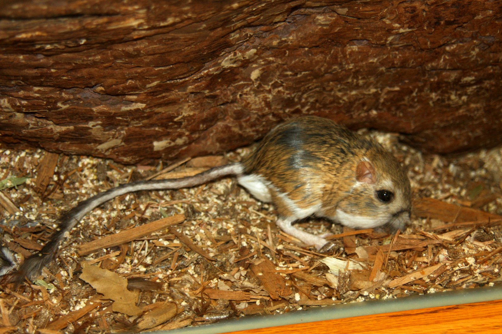 desert kangaroo rat (Dipodomys deserti) 2013